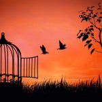 freedom_birdcage
