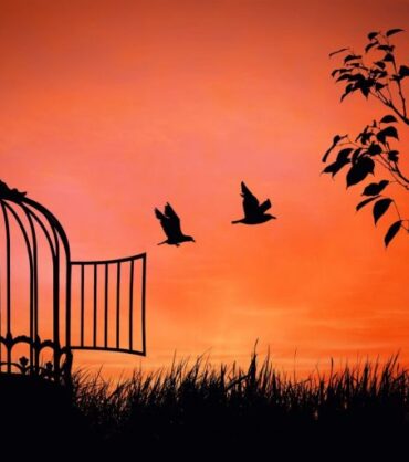 freedom_birdcage-768x512